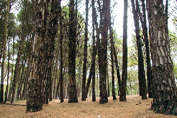 Carilo